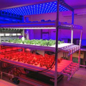 LED Grow Lights